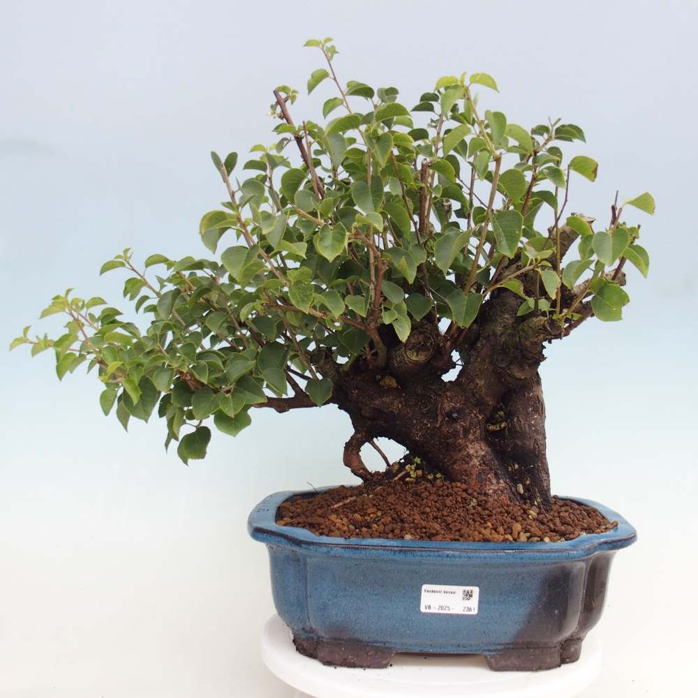 Bonsai im Freien - Mahalebka - Prunus mahaleb