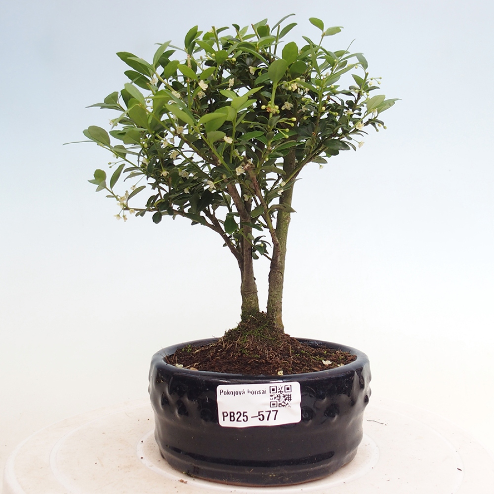 Zimmerbonsai - Ilex crenata - Holly