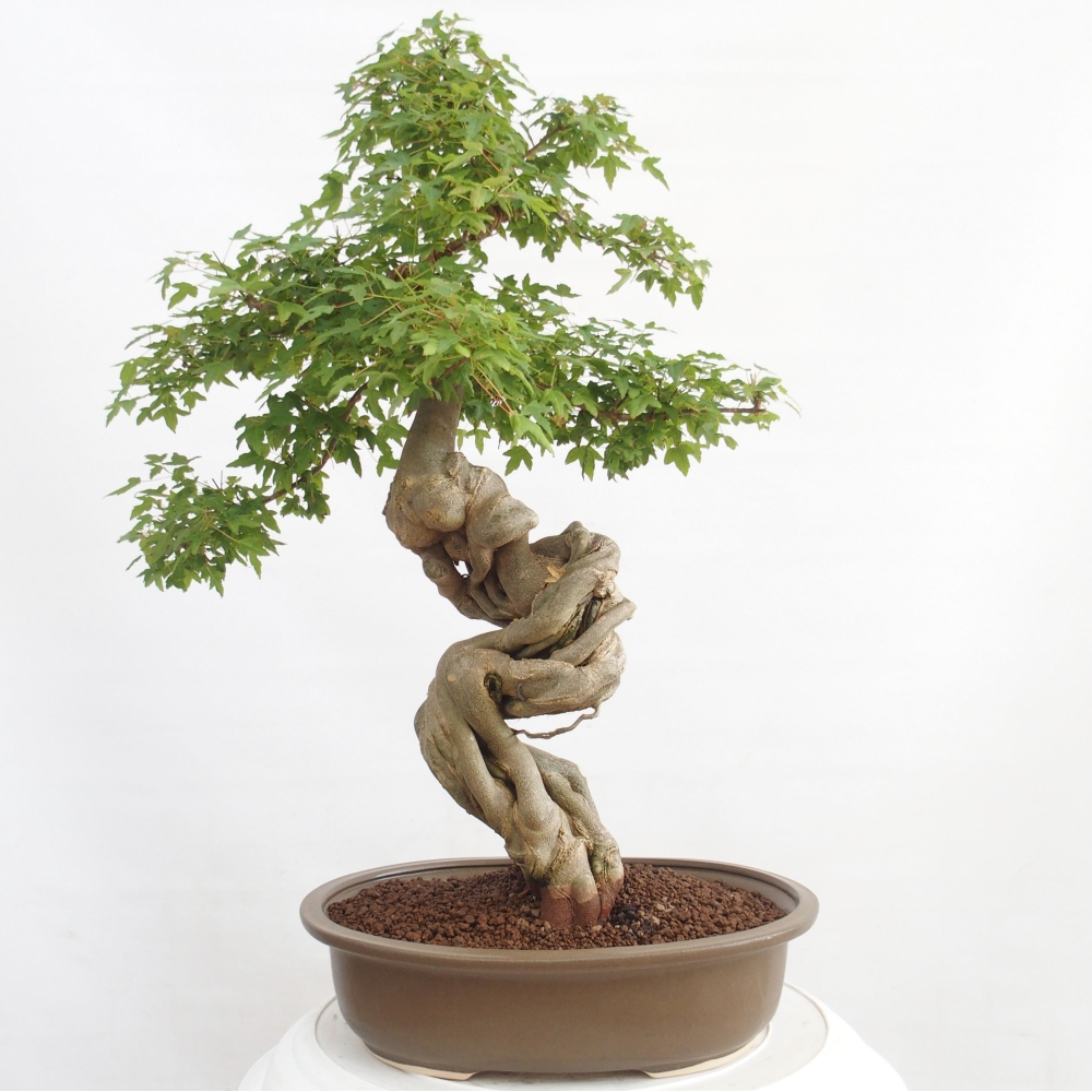 Bonsai im Freien - Ahorn Buergerianum - Burger Maple