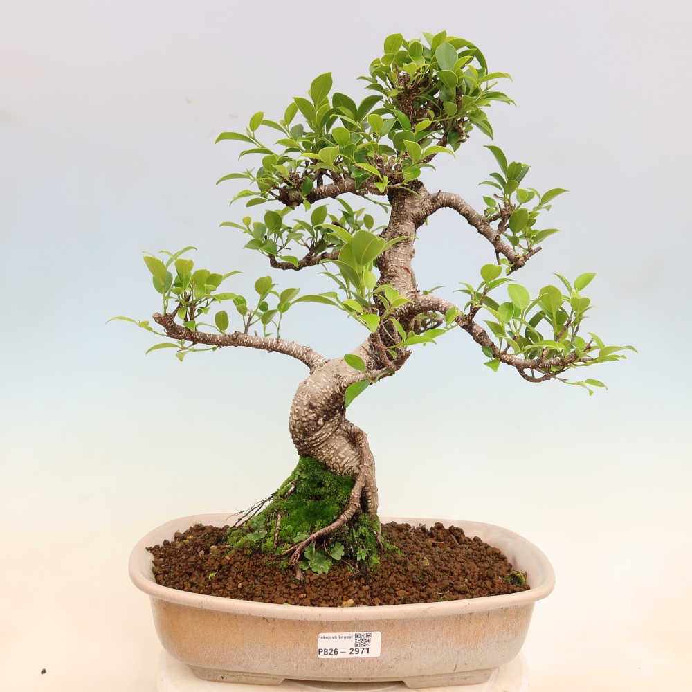 Zimmerbonsai - Ficus kimmen - Kleinblättriger Ficus