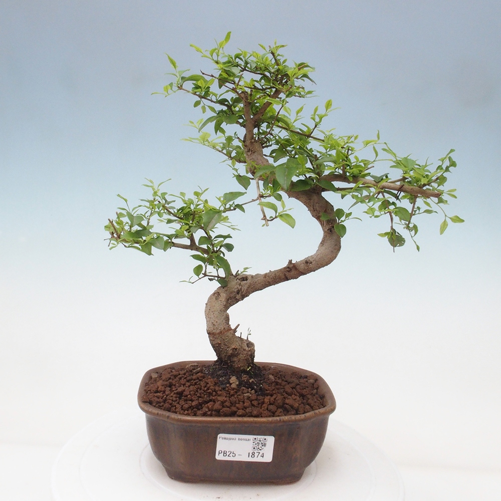 Indoor Bonsai -Ligustrum chinensis - Vogelschnabel