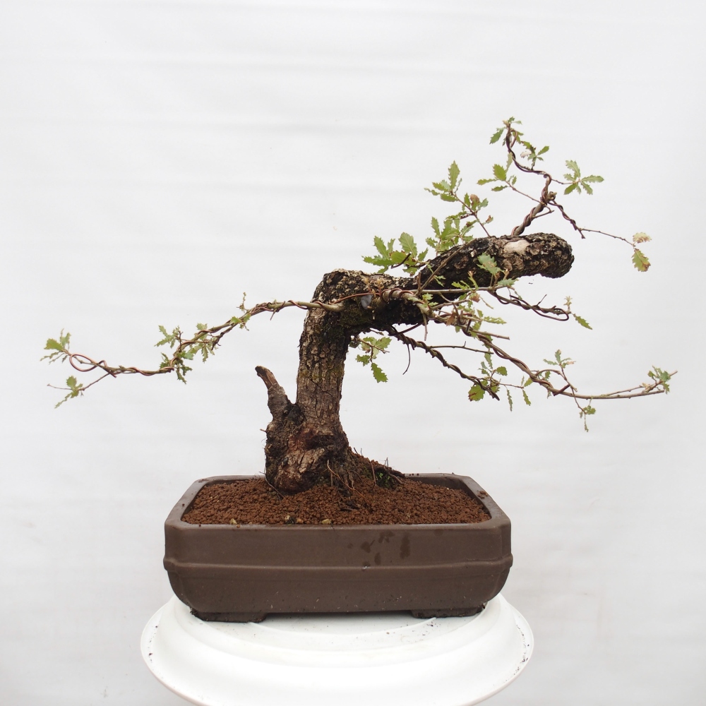 Yamadori - Quercus Ilex - Steineiche