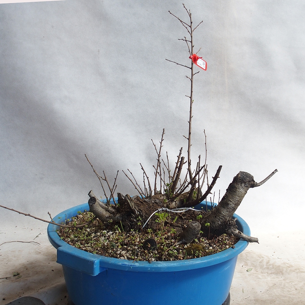 Outdoor Bonsai -Mahalebka - Prunus Mahaleb