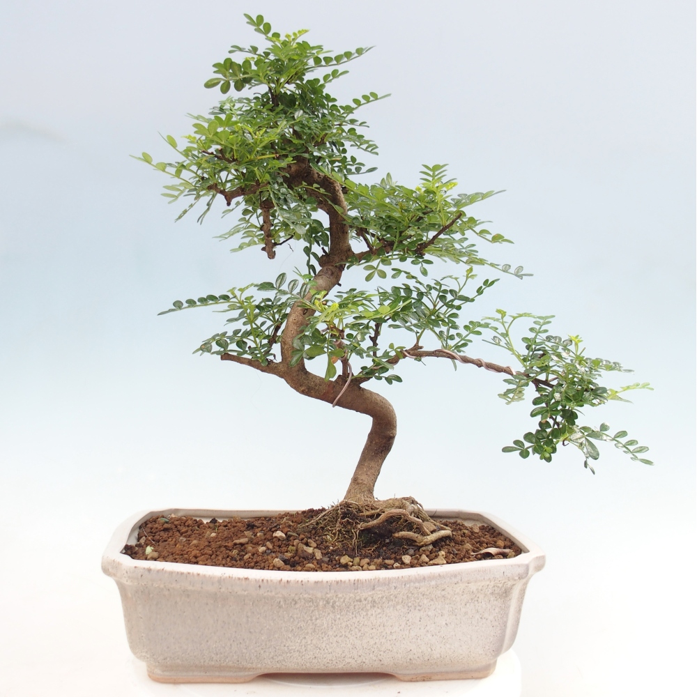 Zimmer Bonsai - Zantoxylum piperitum - Pfefferbaum