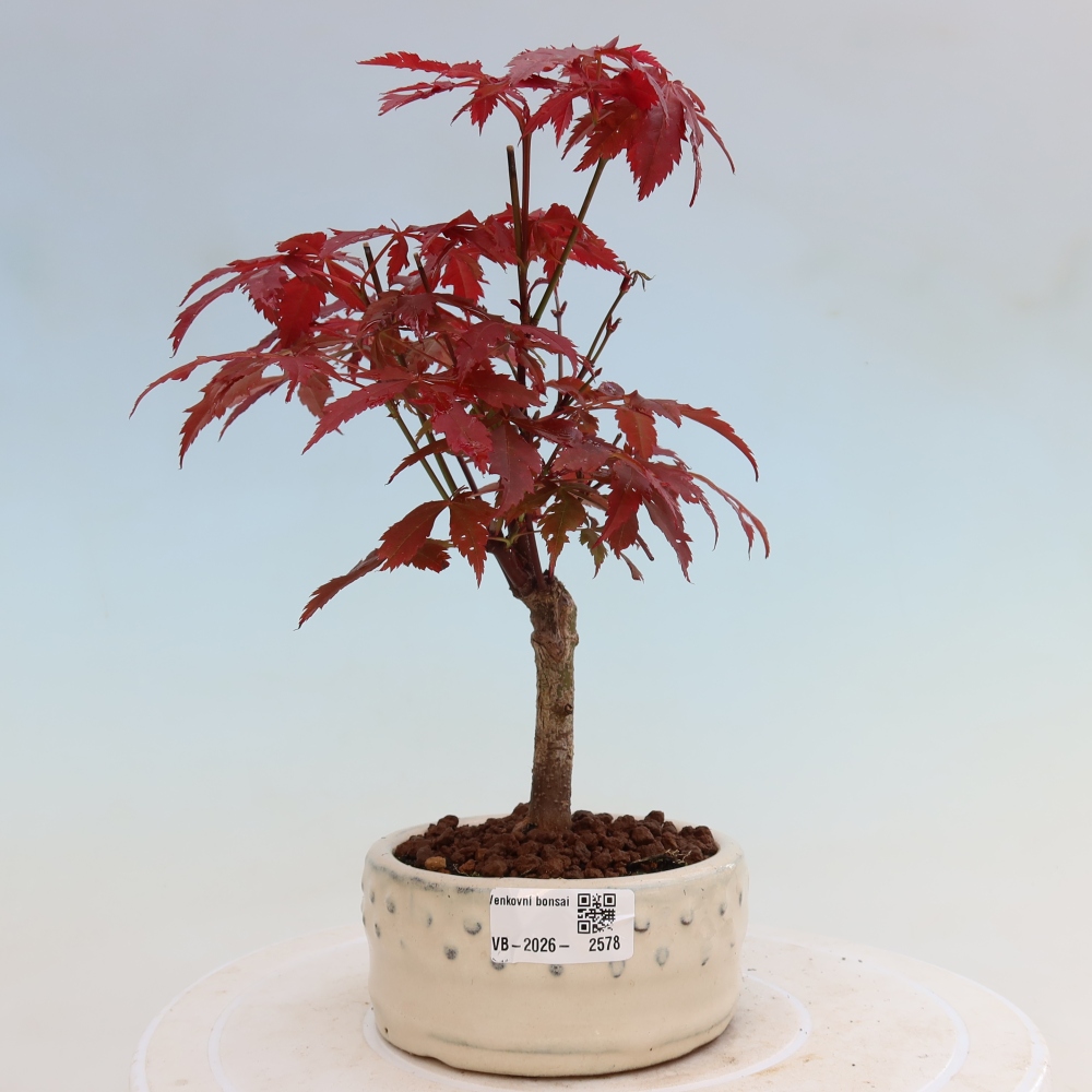 Bonsai für draußen - Acer-Palme. Atropurpureum-Javor palmate