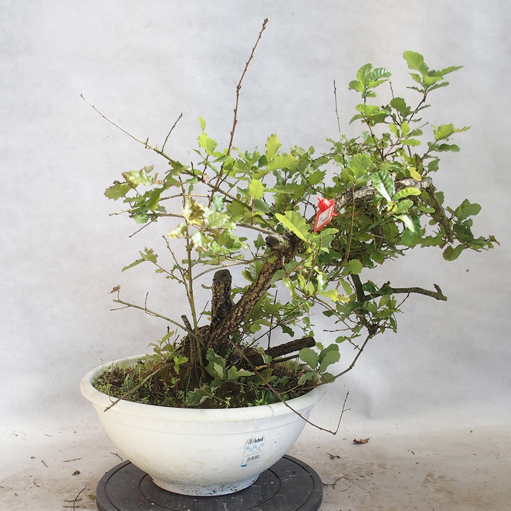 Freilandbonsai Quercus Cerris - Eiche Cer