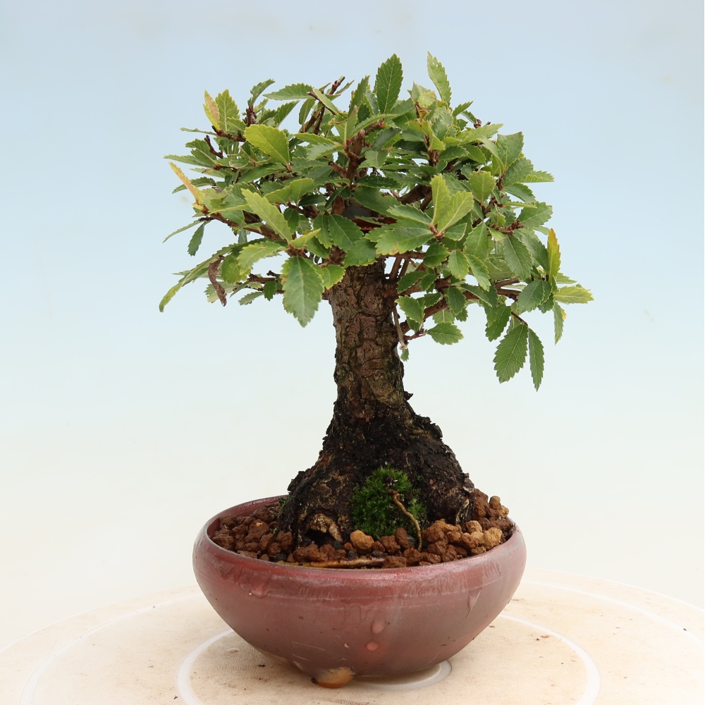 Bonsai für draußen - Zelkova - Zelkova NIRE