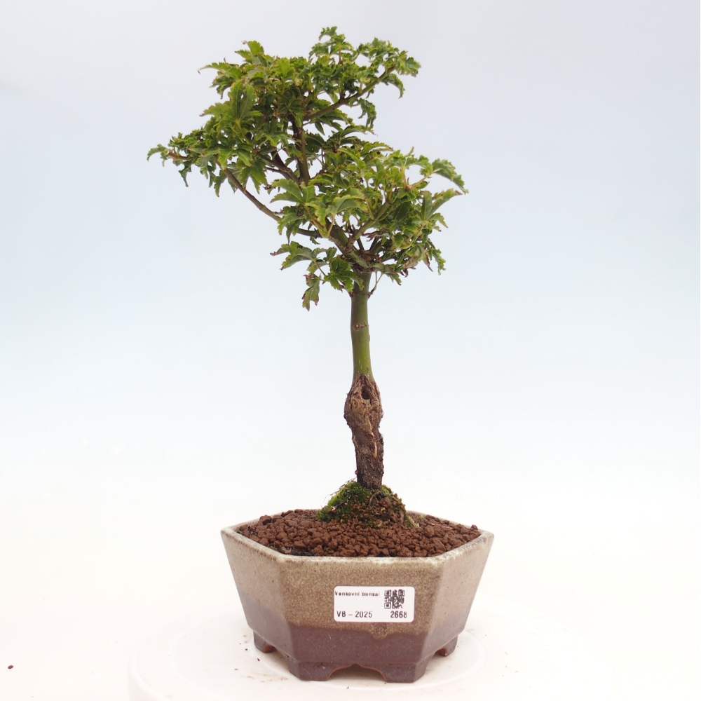 Bonsai im Freien - Acer palmatum Shishigashira-Ahorn