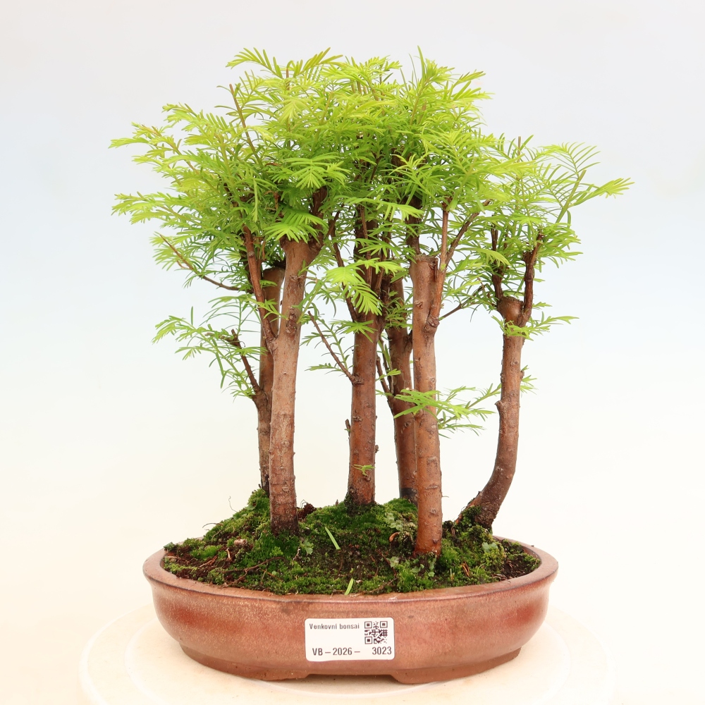 Bonsai für den Außenbereich – Metasequoia glyptostroboides – Chinesische Metasequoia – Wäldchen