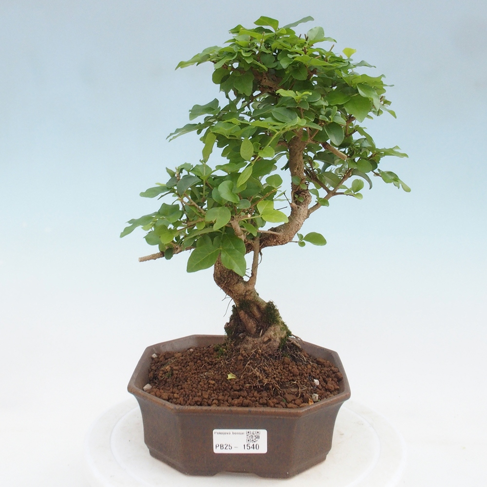 Indoor Bonsai -Ligustrum chinensis - Vogelschnabel