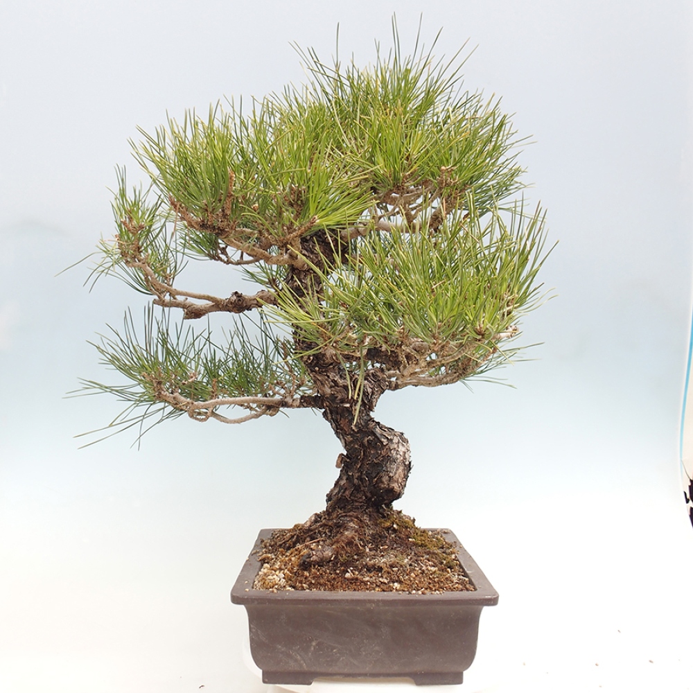 Bonsai für draußen - Pinus thunbergii - Thunberg-Kiefer