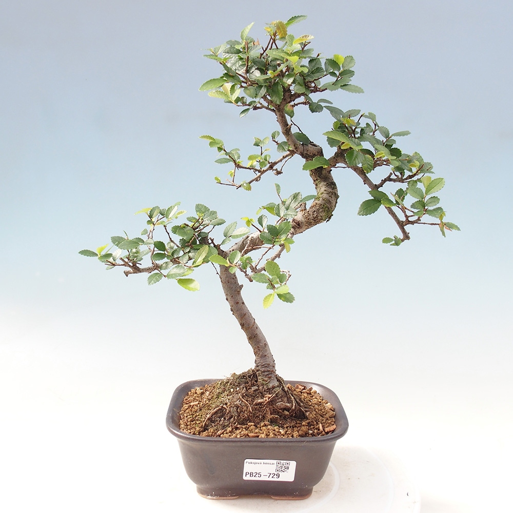 Zimmer Malolistý Ulme Bonsai