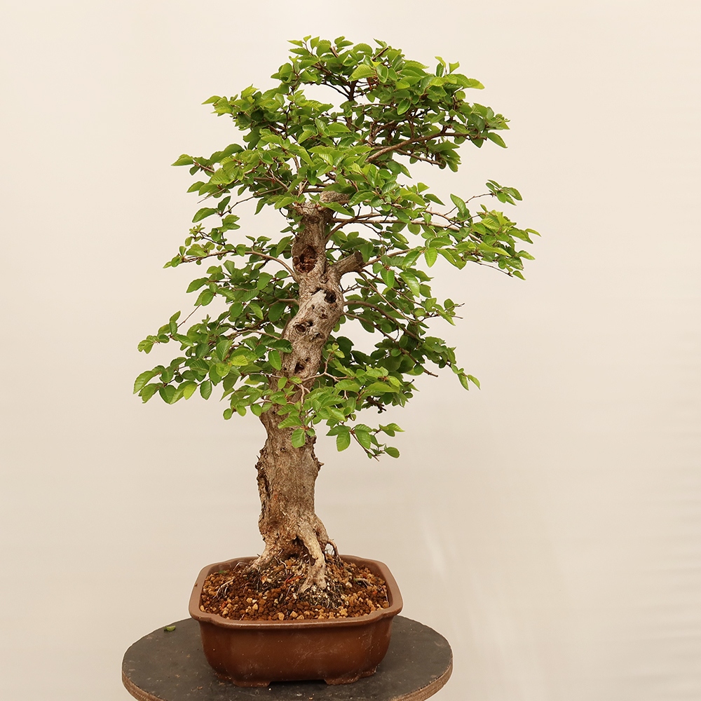 Bonsai im Freien - Carpinus Coreana - Koreanische Hainbuche
