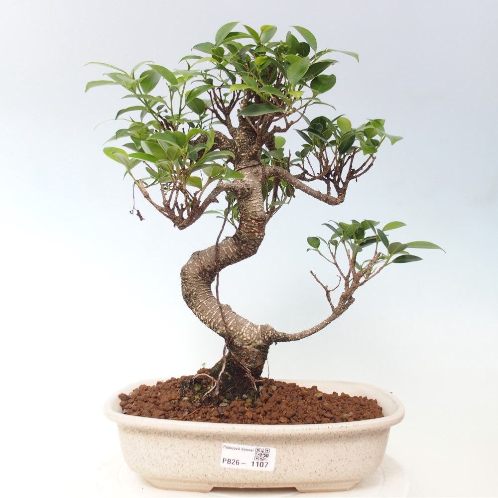 Zimmerbonsai - Ficus kimmen - Kleinblättriger Ficus