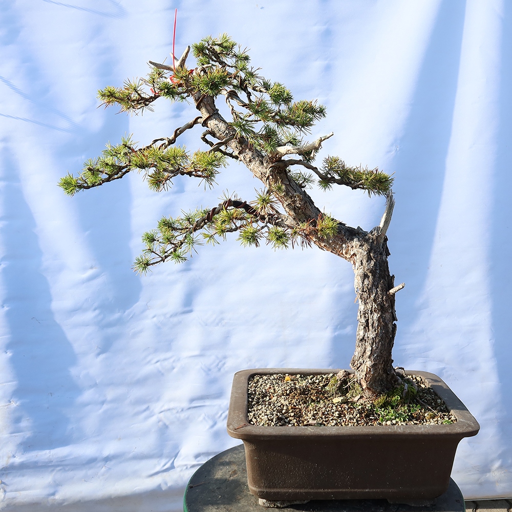 Pinus sylvestris Spanien – Waldkiefer