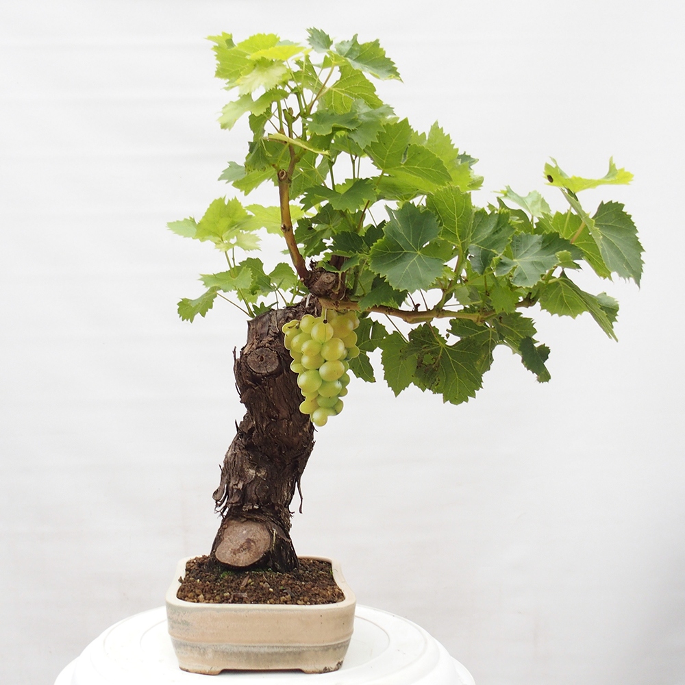 Bonsai im Freien - Vitis vinnifera MUSKAT ITALIA  - Weinrebe