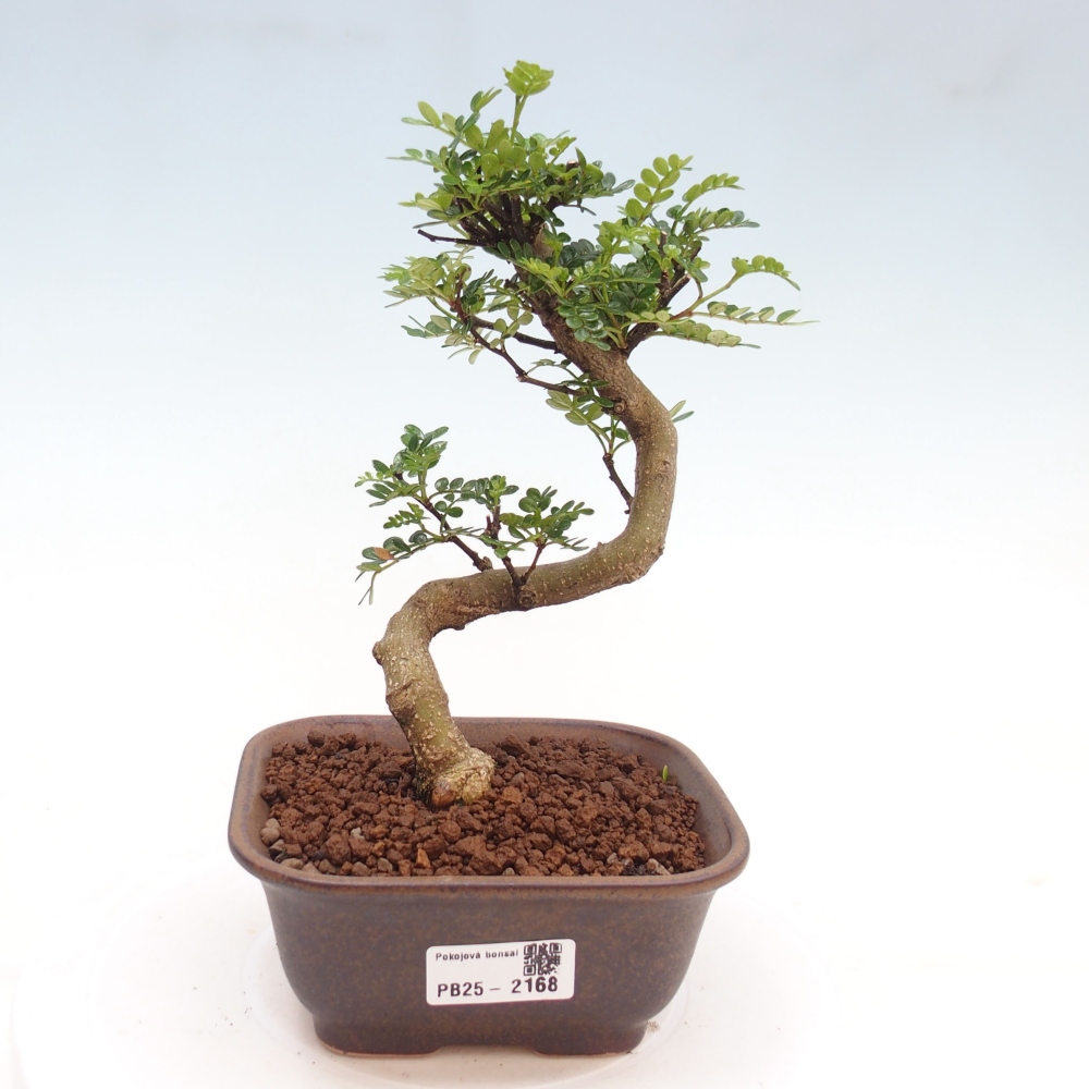Indoor Bonsai -Ligustrum chinensis - Vogelschnabel