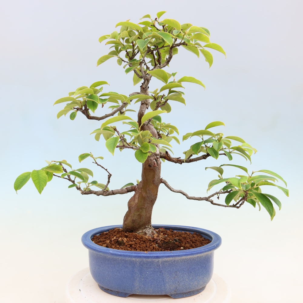 Bonsai für draußen - Pseudocydonia sinensis - Chinesische Quitte