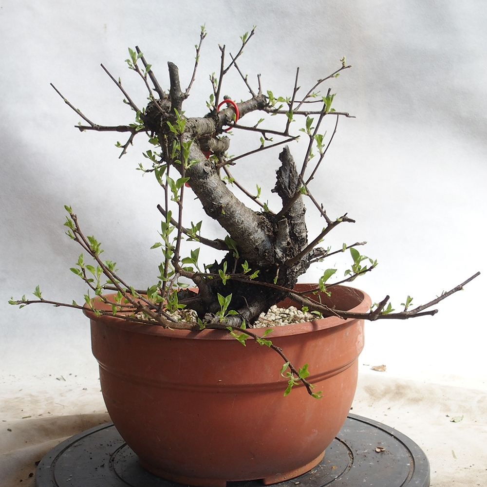 Outdoor Bonsai -Mahalebka - Prunus Mahaleb