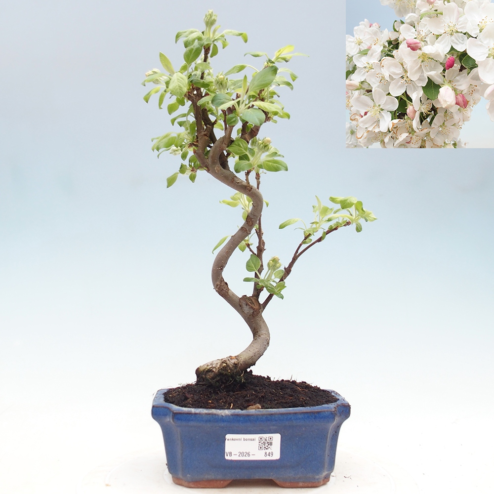 Outdoor-Bonsai -Malus halliana - Kleinfrüchtiger Apfelbaum
