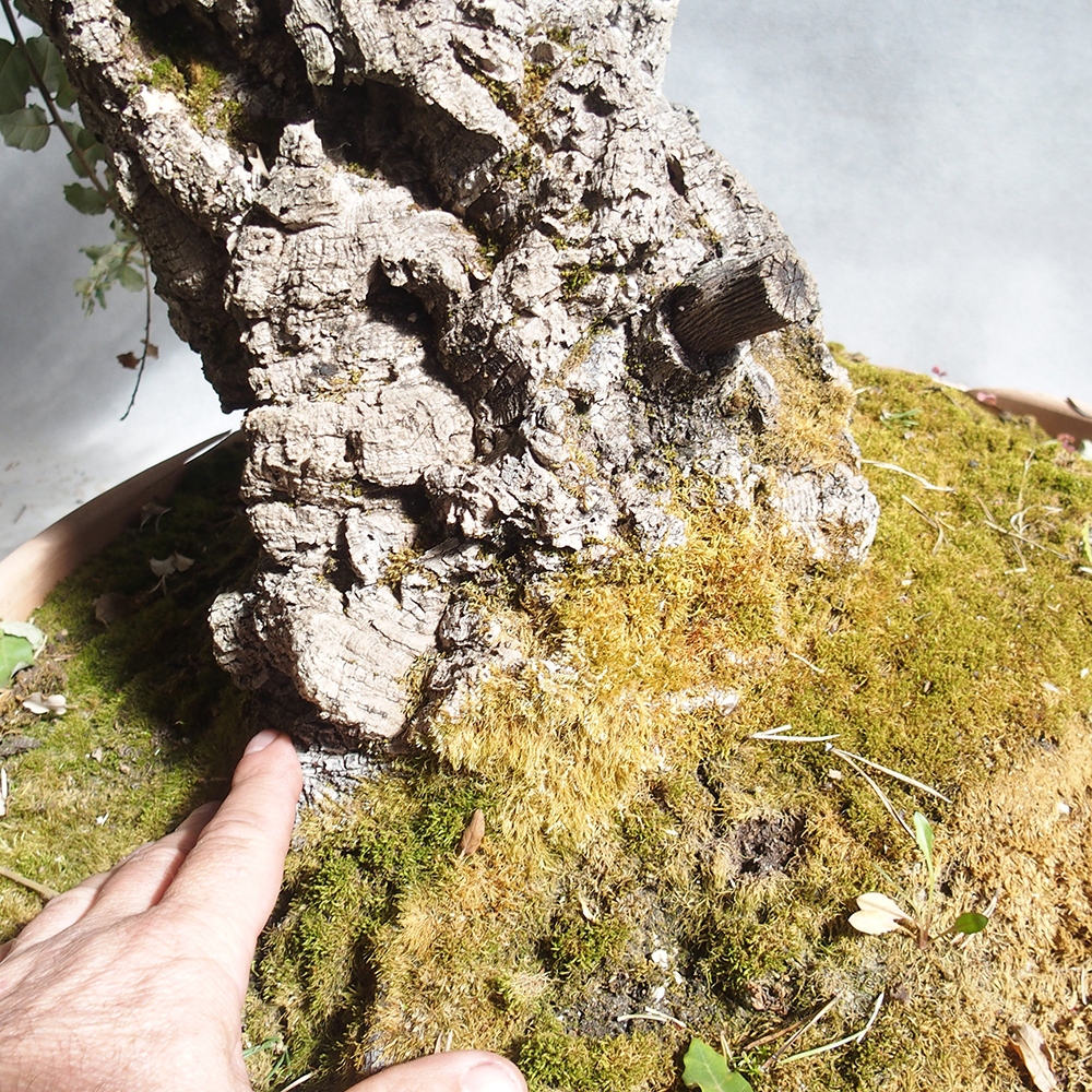 Outdoor-Bonsai Quercus suber - Kork-Eiche