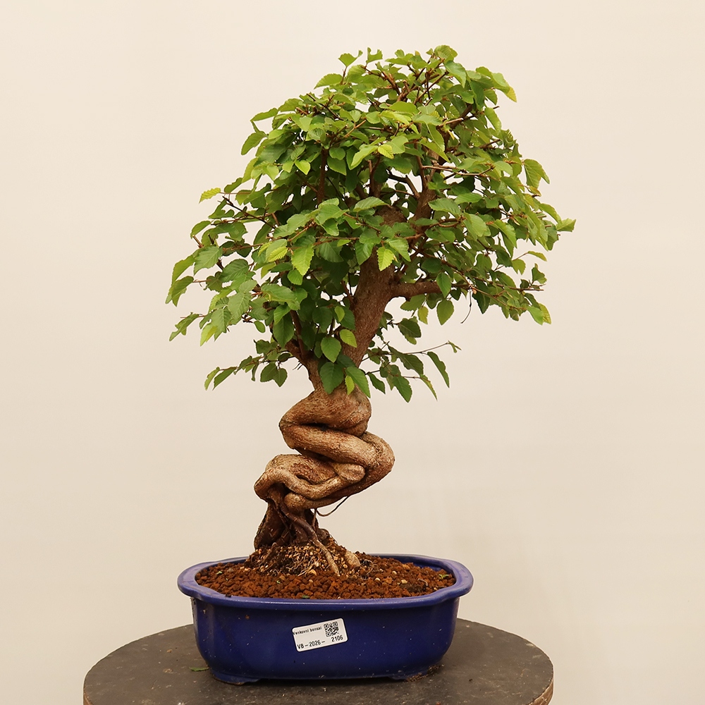 Bonsai im Freien - Carpinus Coreana - Koreanische Hainbuche