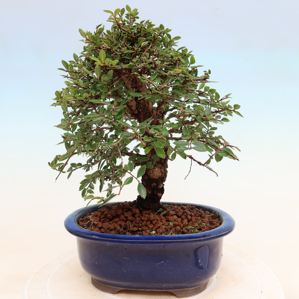 Bonsai für draußen - Zelkova - Zelkova NIRE