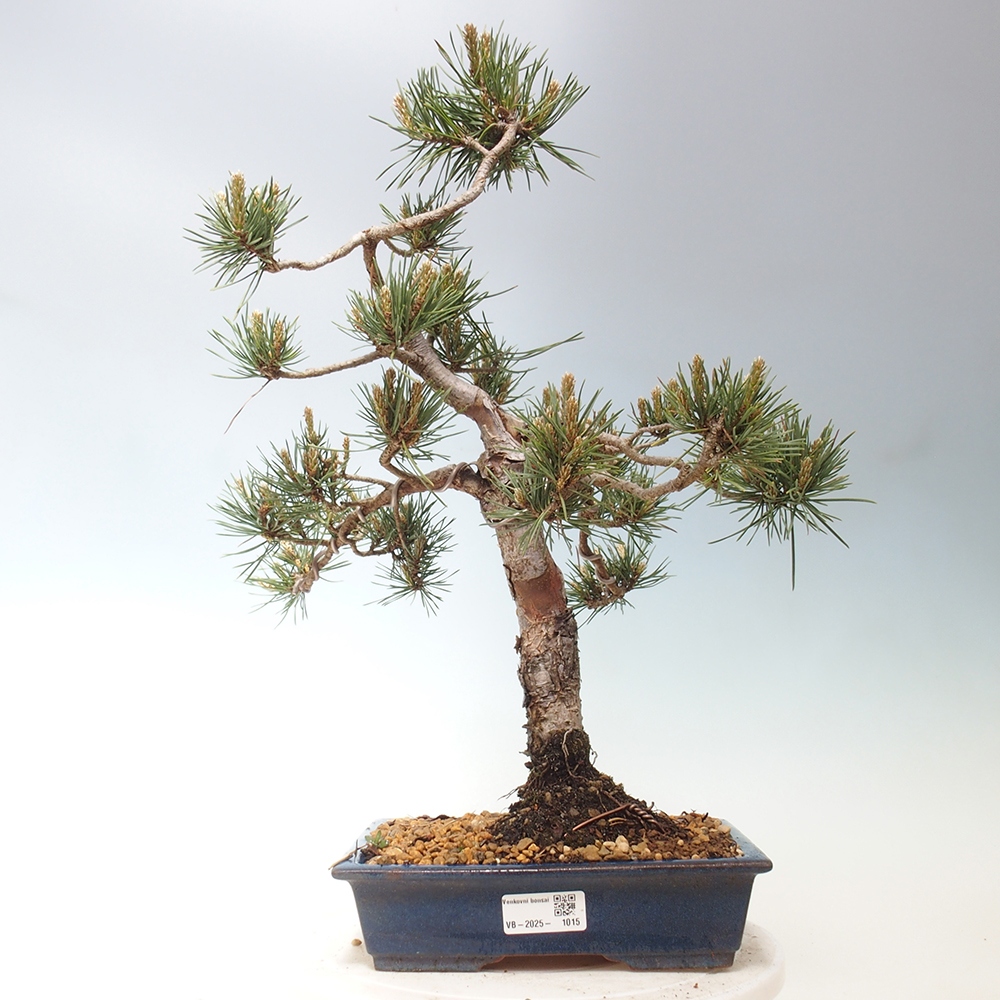 Bonsai im Freien - Pinus Sylvestris - Waldkiefer