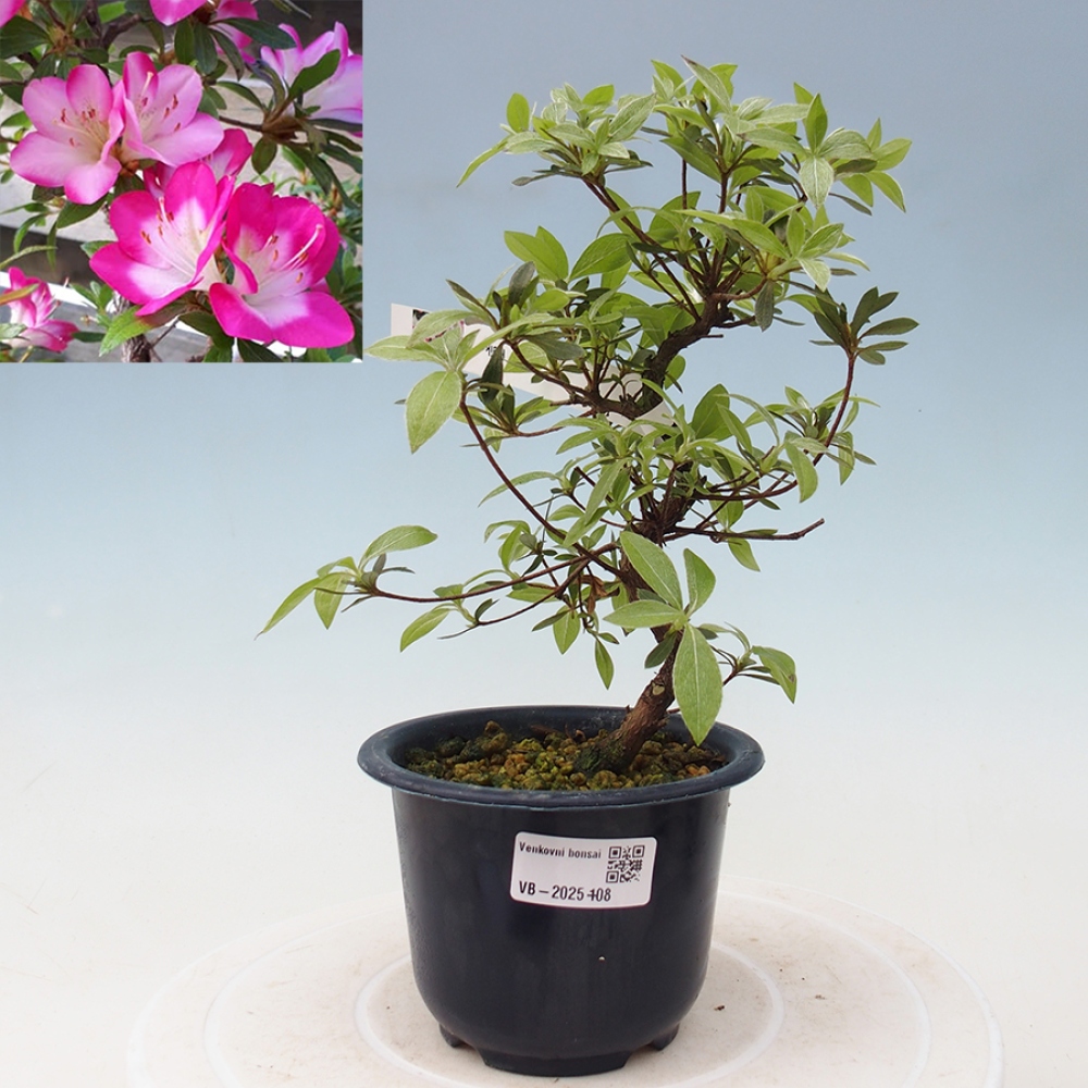 Bonsai im Freien - Japanische Azalee - Azalea Reiko