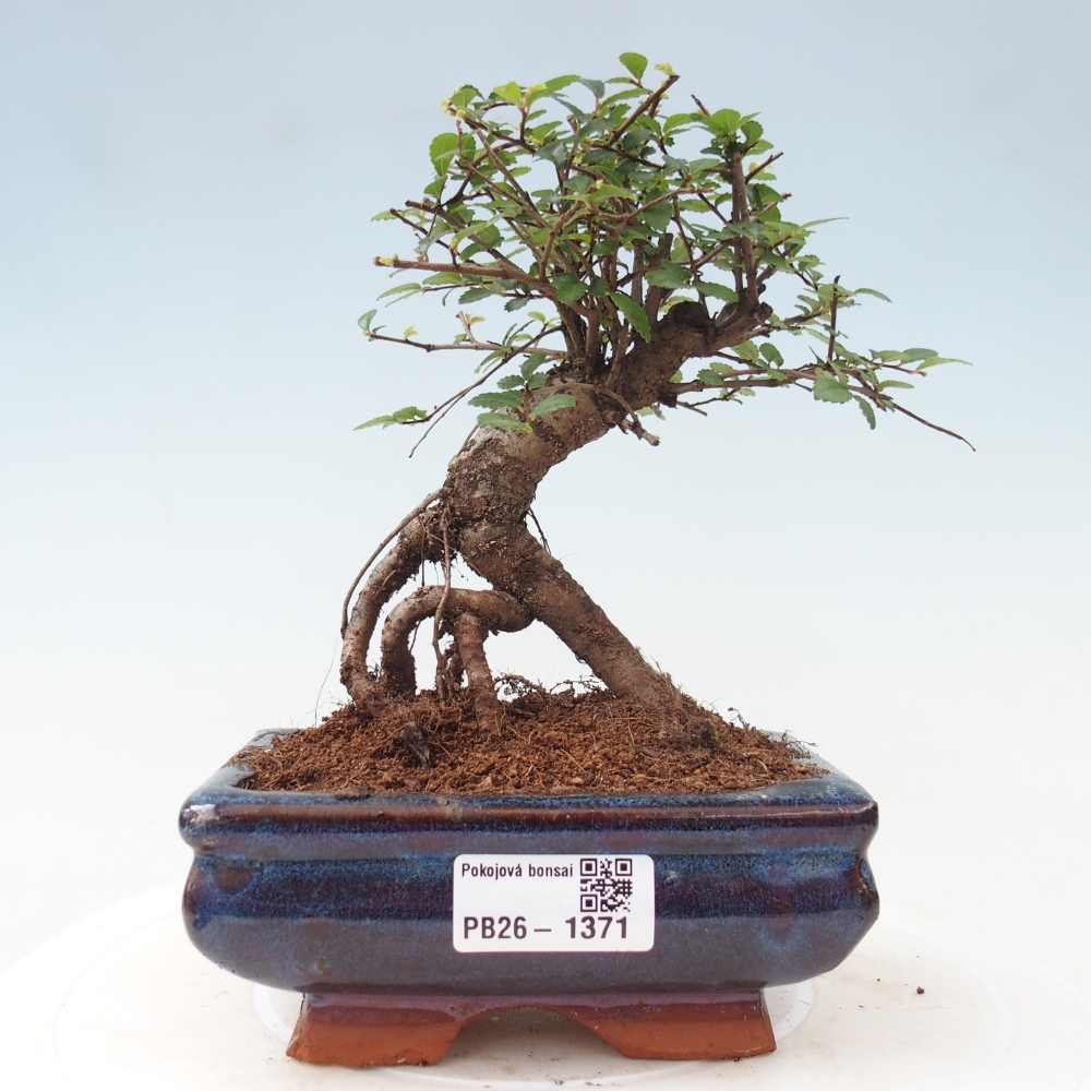 Zimmerbonsai - Ulmus parvifolia - Kleinblättrige Ulme