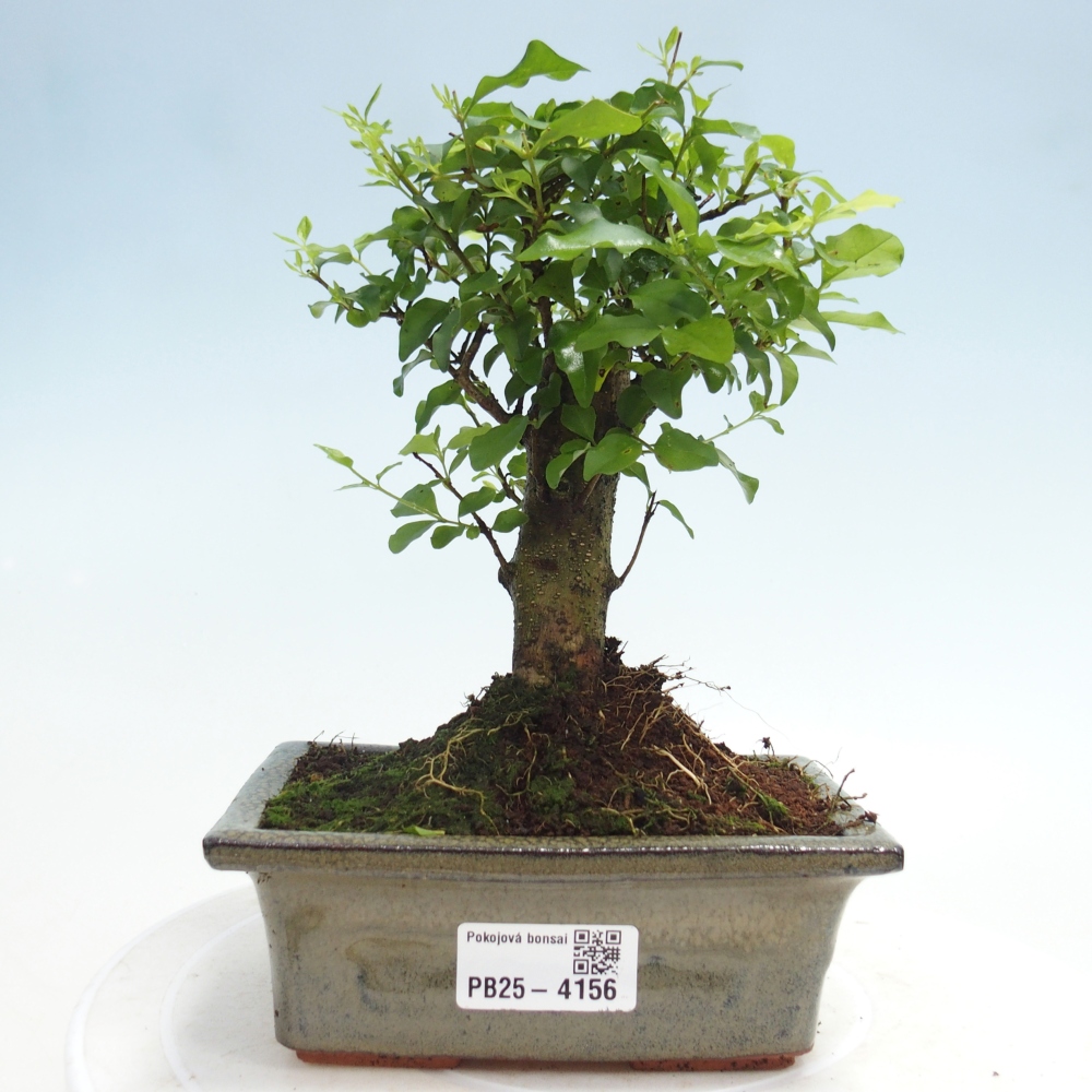 Zimmer Bonsai -Ligustrum chinensis - Vogelschnabel