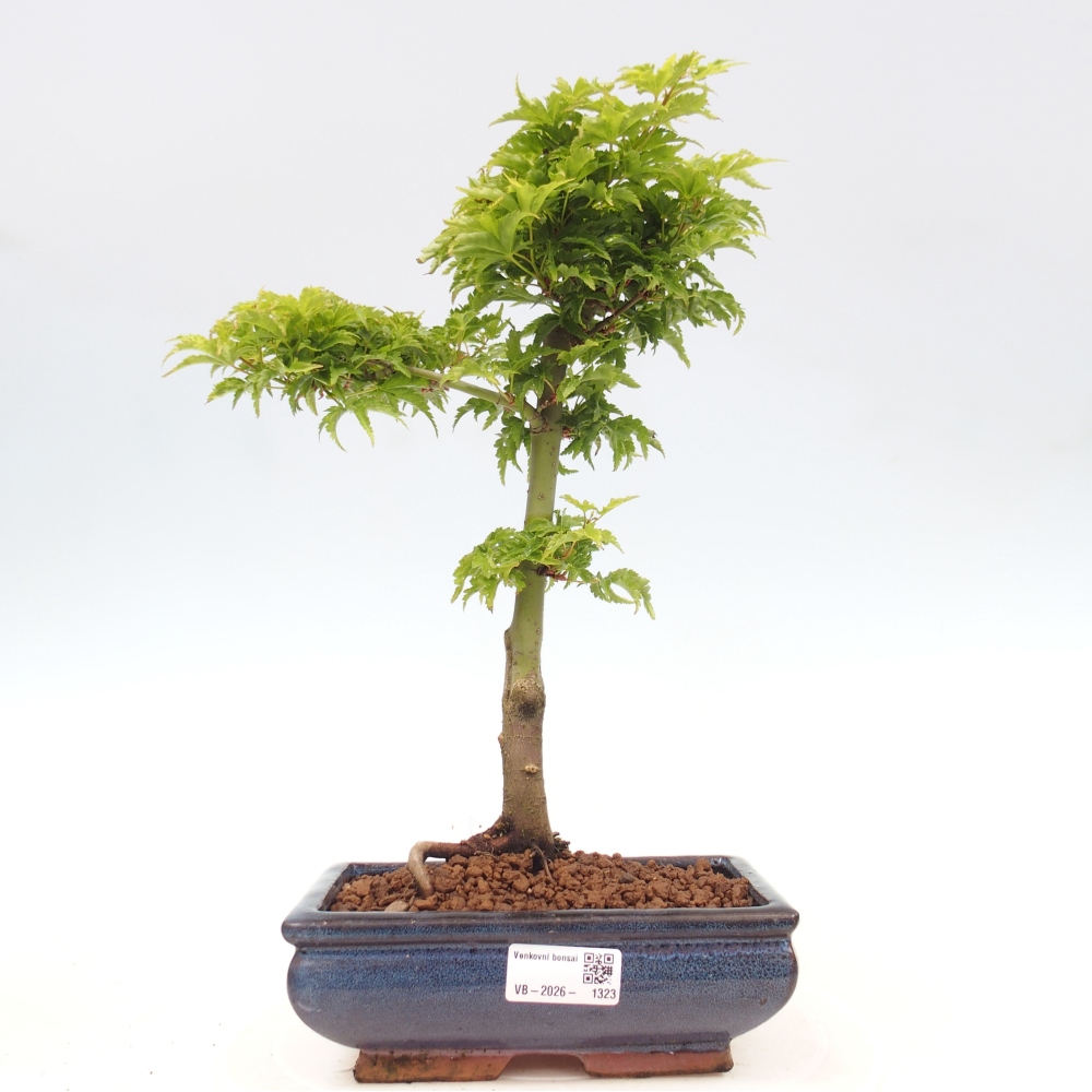 Bonsai für draußen -Javor-Palme Acer palmatum Shishigashira