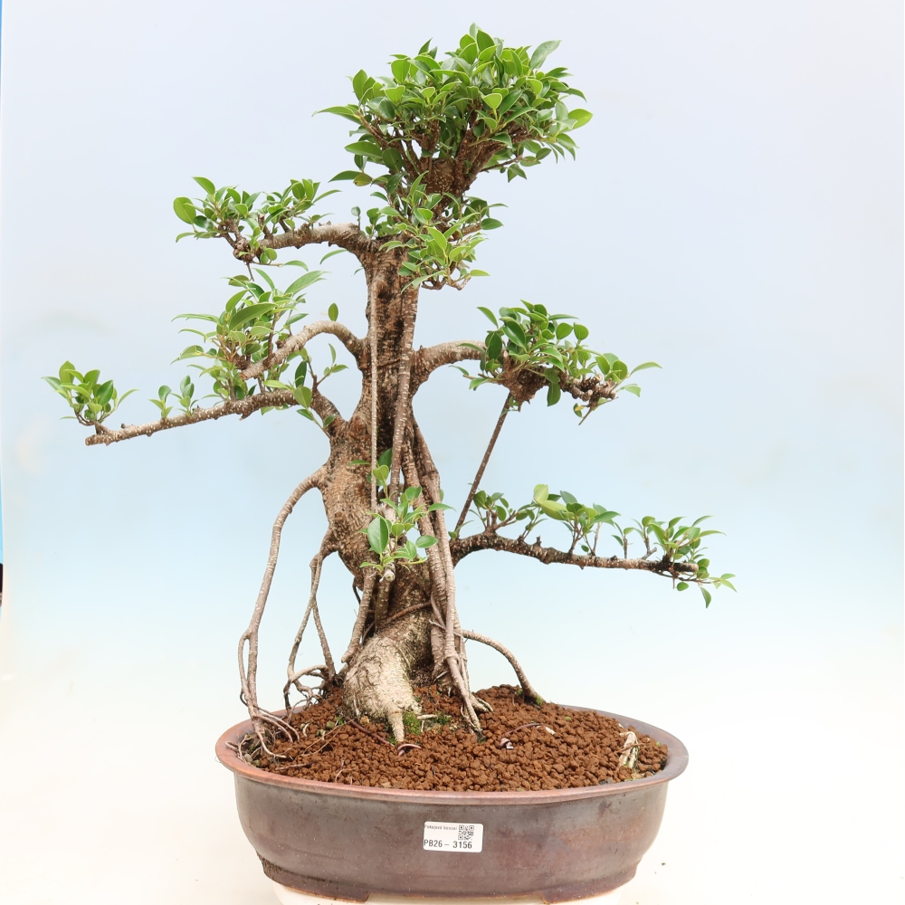 Zimmerbonsai - Ficus kimmen - Kleinblättriger Ficus