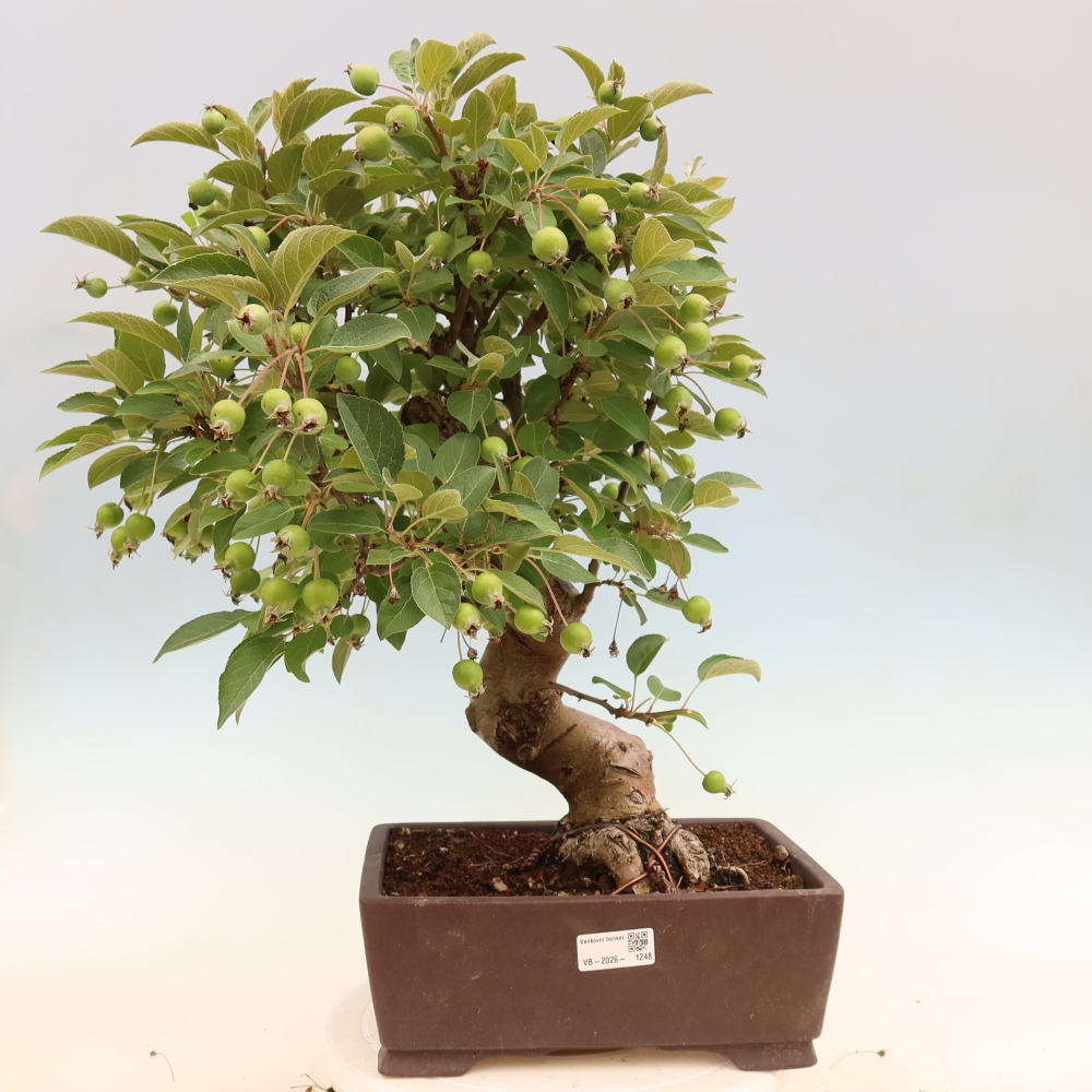Outdoor-Bonsai -Malus halliana - Kleinfrüchtiger Apfelbaum