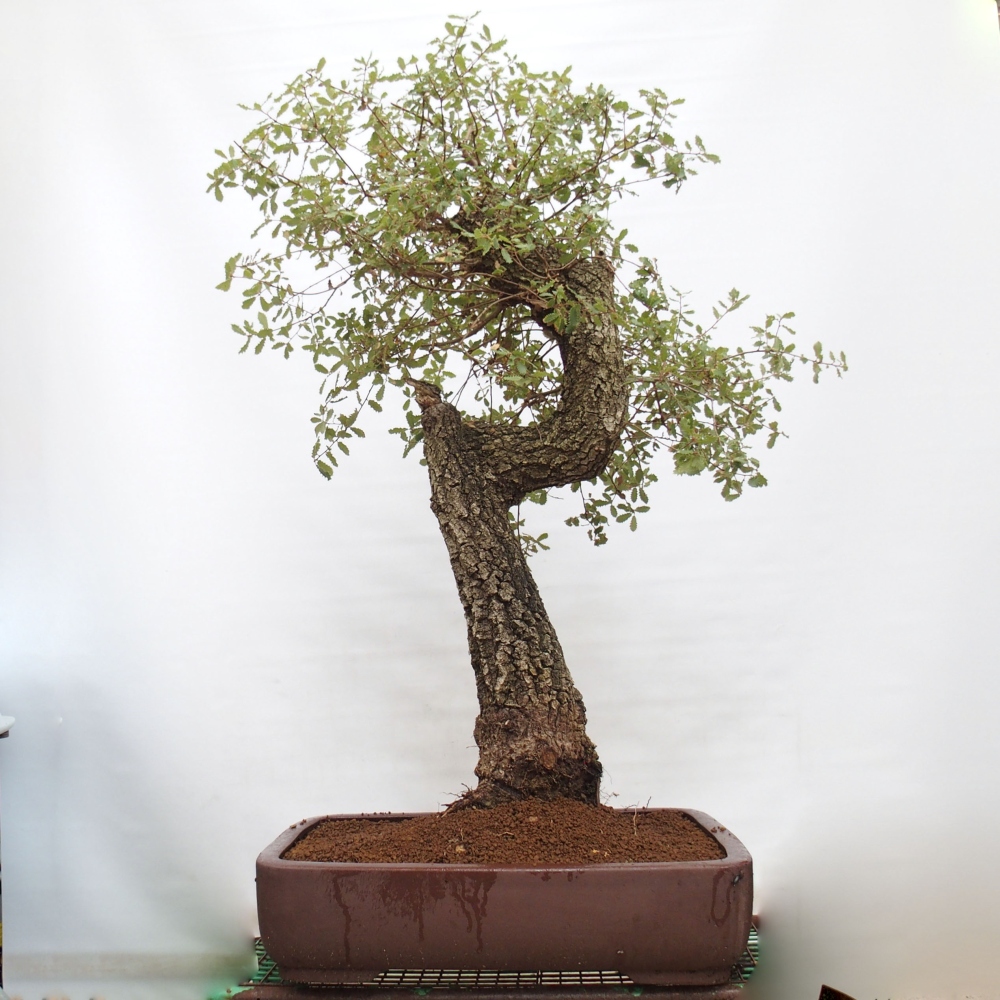 Yamadori - Quercus Ilex - Steineiche