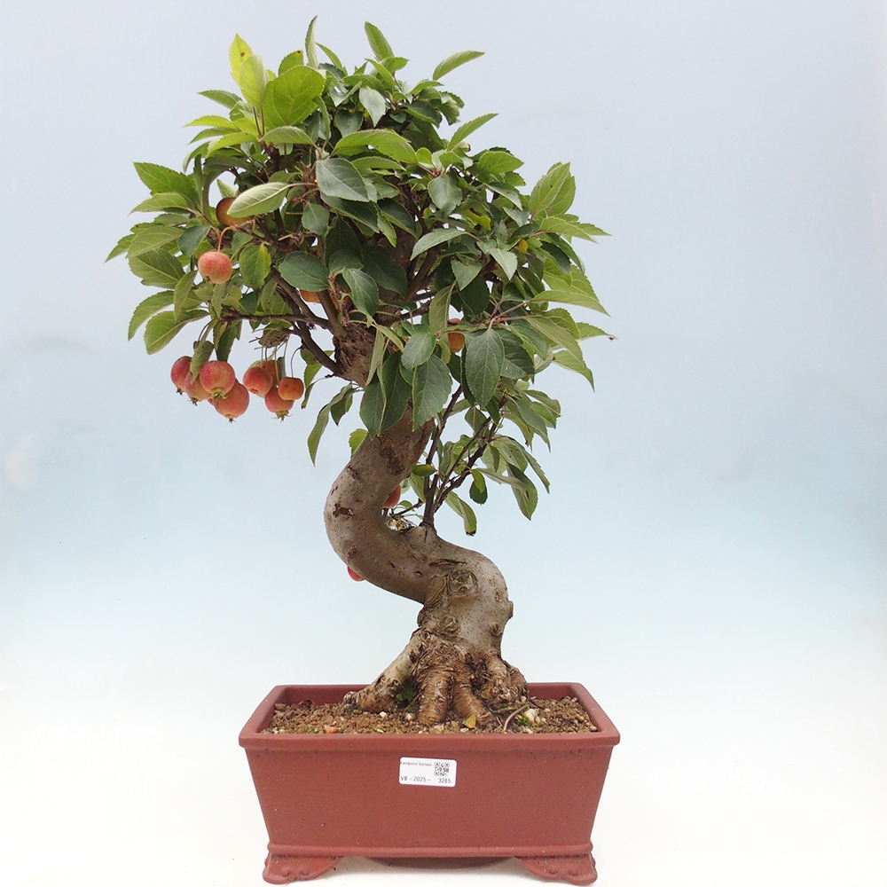 Bonsai im Freien - Malus halliana - Kleinfruchtiger Apfelbaum
