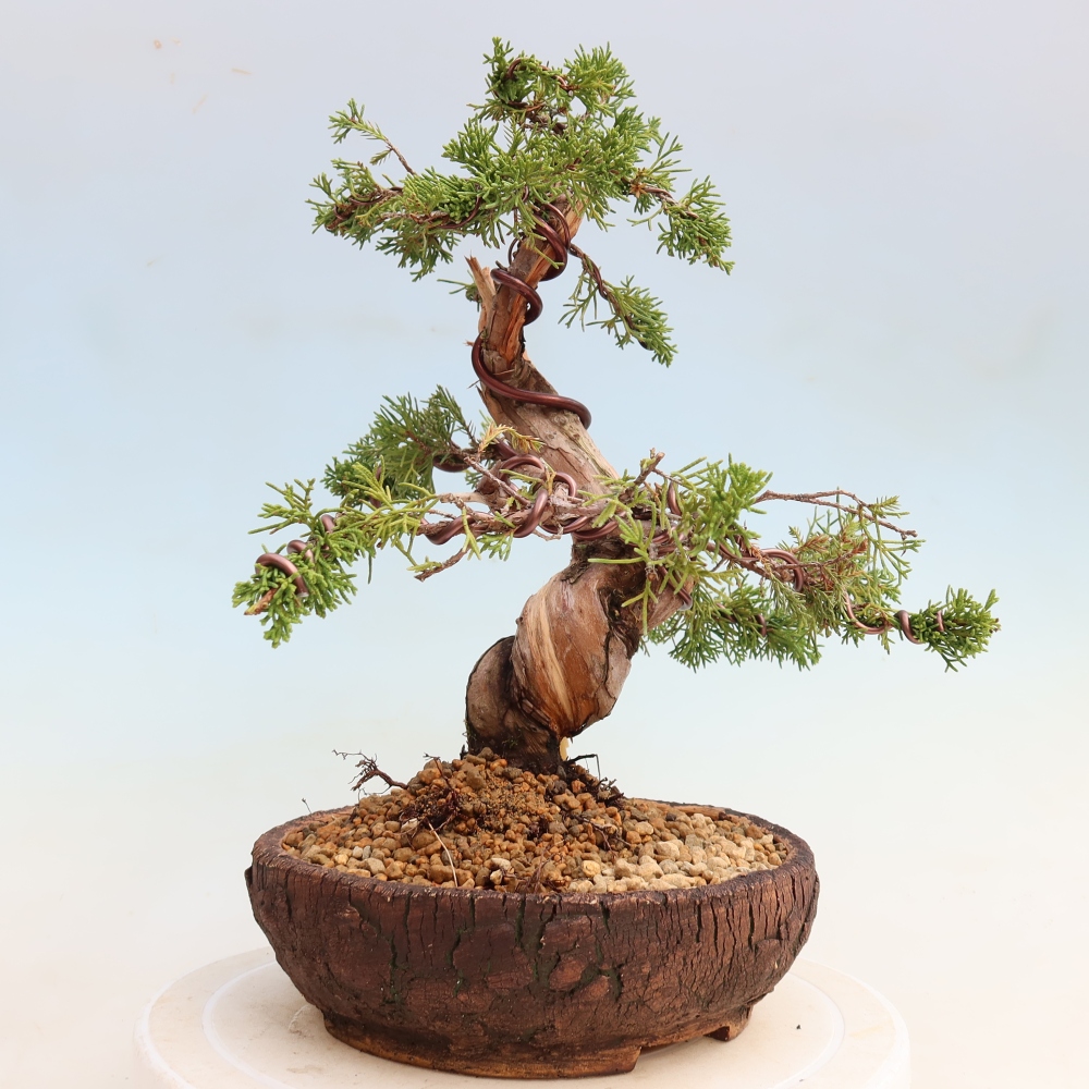 Bonsai für draußen - Juniperus chinensis Itoigawa-Juniperus chinensis