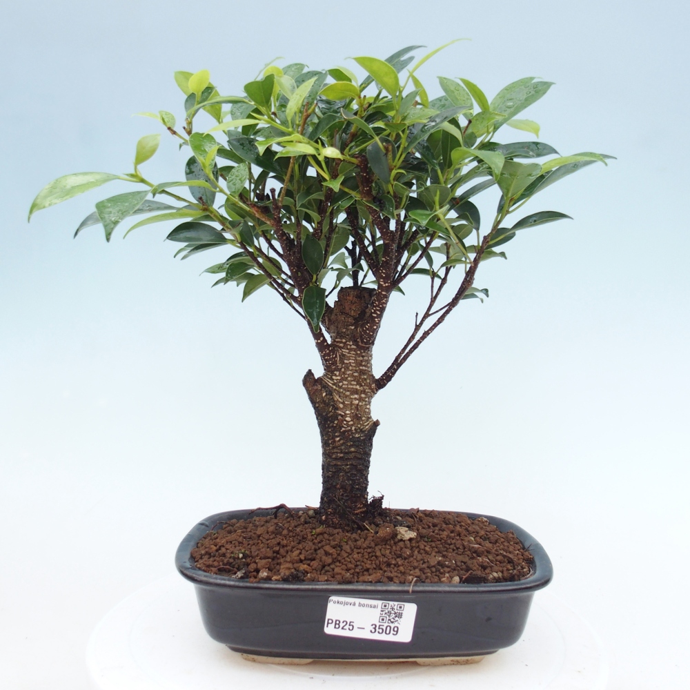 Zimmerbonsai - Ficus retusa - Kleinblättriger Ficus
