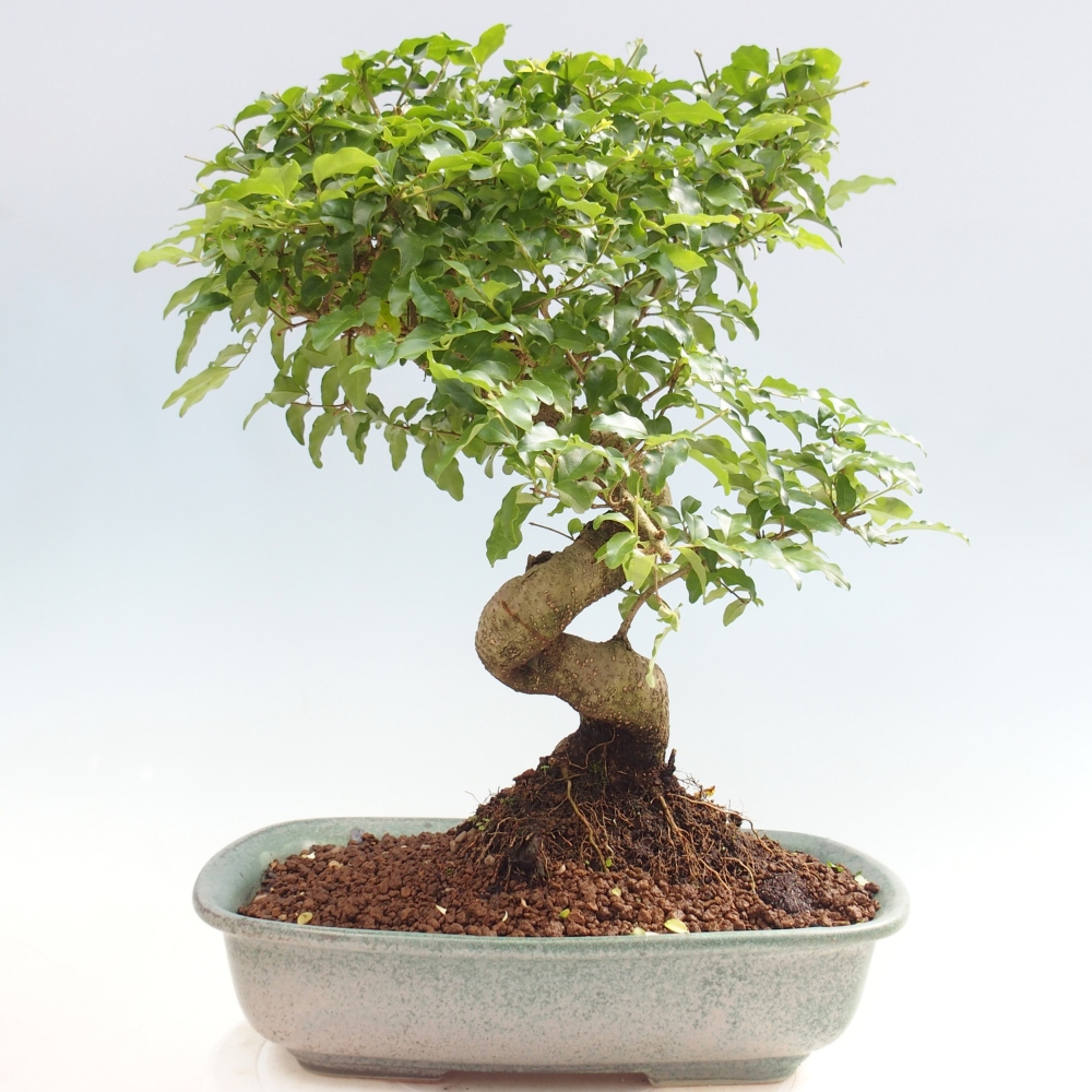 Zimmer Bonsai -Ligustrum chinensis - Vogelschnabel