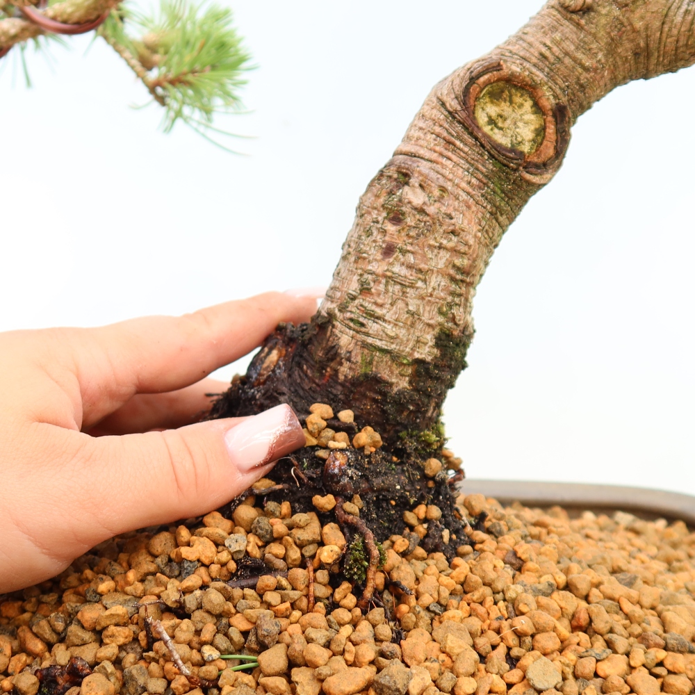 Bonsai für den Außenbereich – Pinus mugo Humpy – Zwergkiefer
