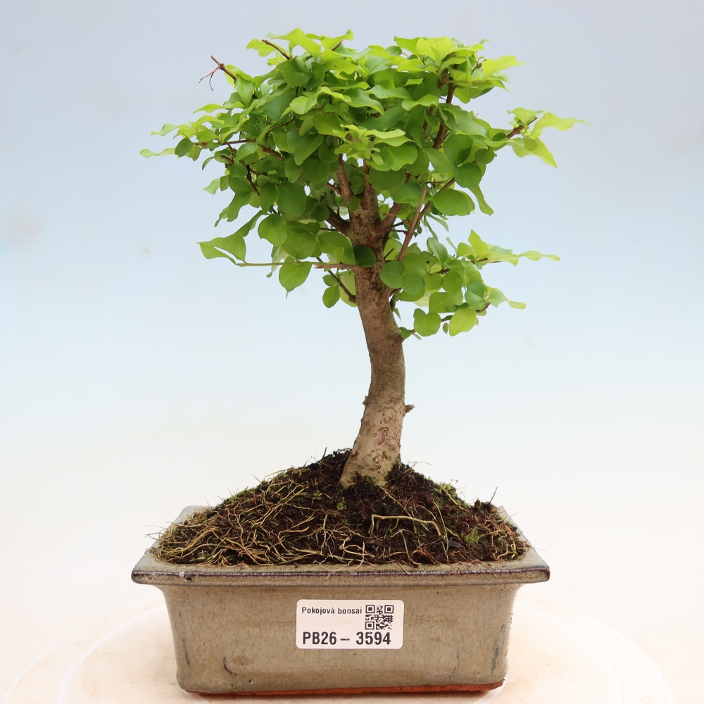 Zimmer Bonsai -Ligustrum chinensis - Vogelschnabel