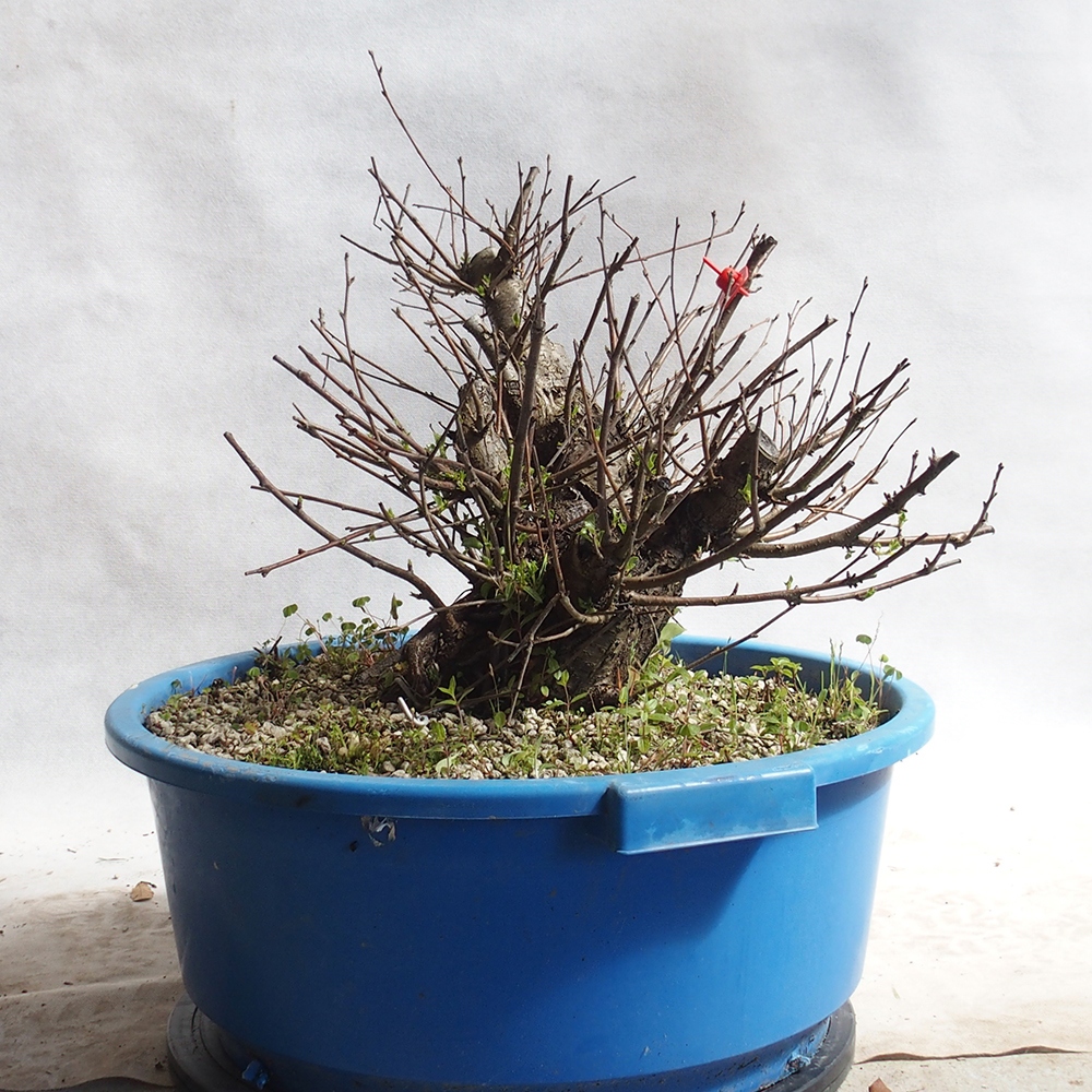 Outdoor Bonsai -Mahalebka - Prunus Mahaleb