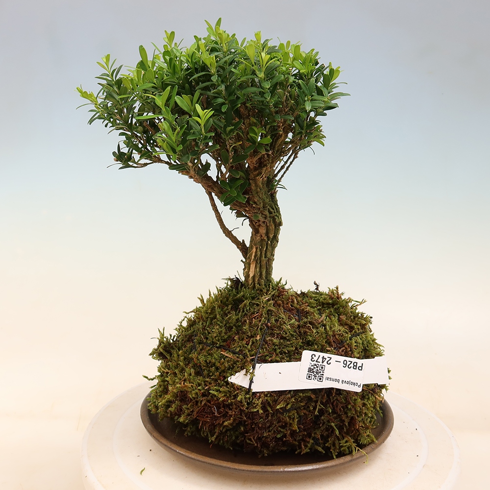 Kokedama mit Untersetzer – Buxus harlandii – Korkbuchsbaum
