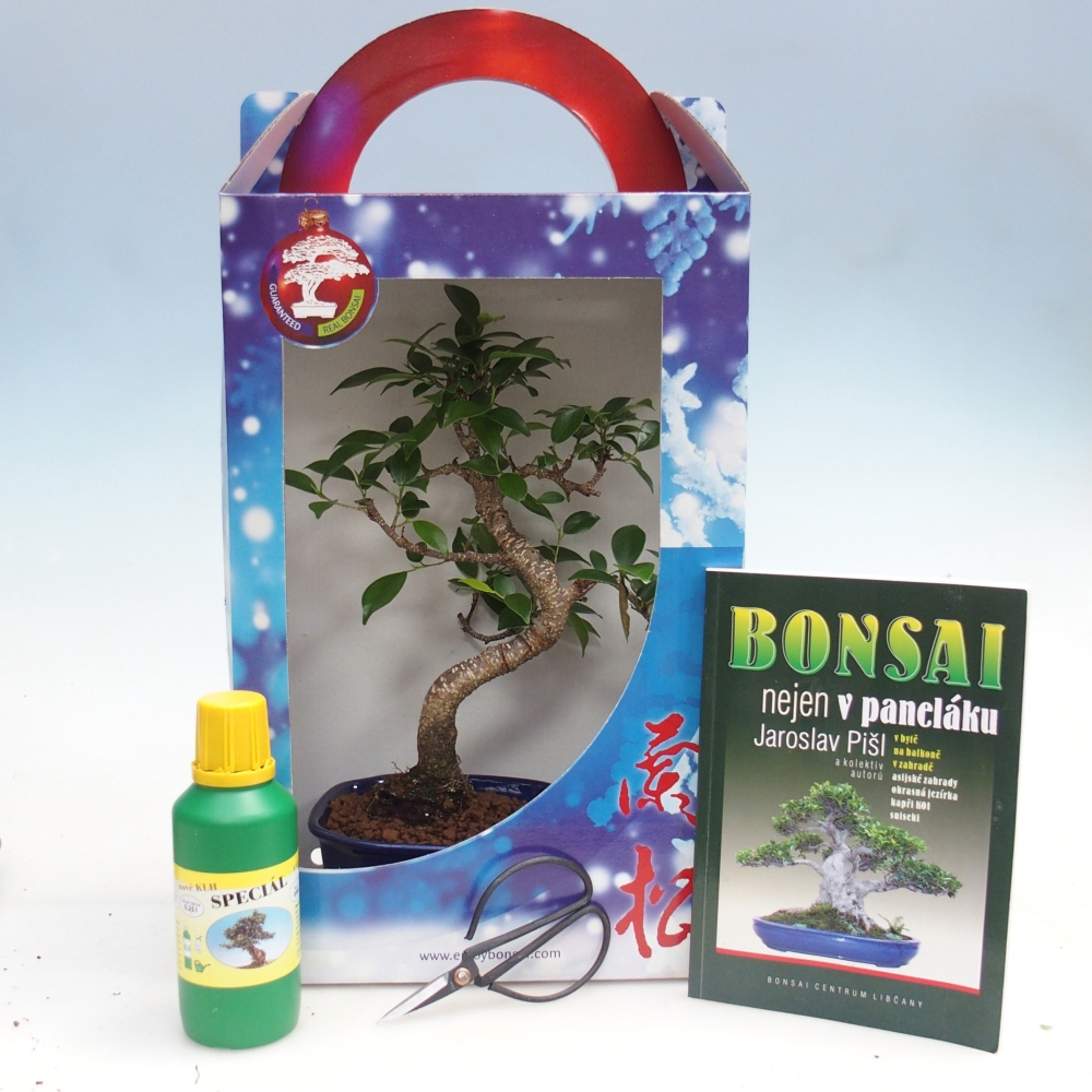 Zimmerbonsai im Geschenkkarton Ficus retusa - Kleinblättriger Ficus
