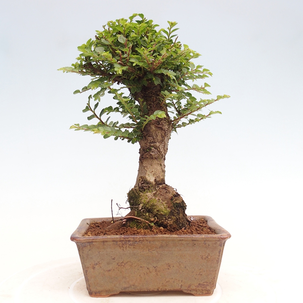 Bonsai im Freien - Ulmus parvifolia Hokkaido - Chinesische Ulme