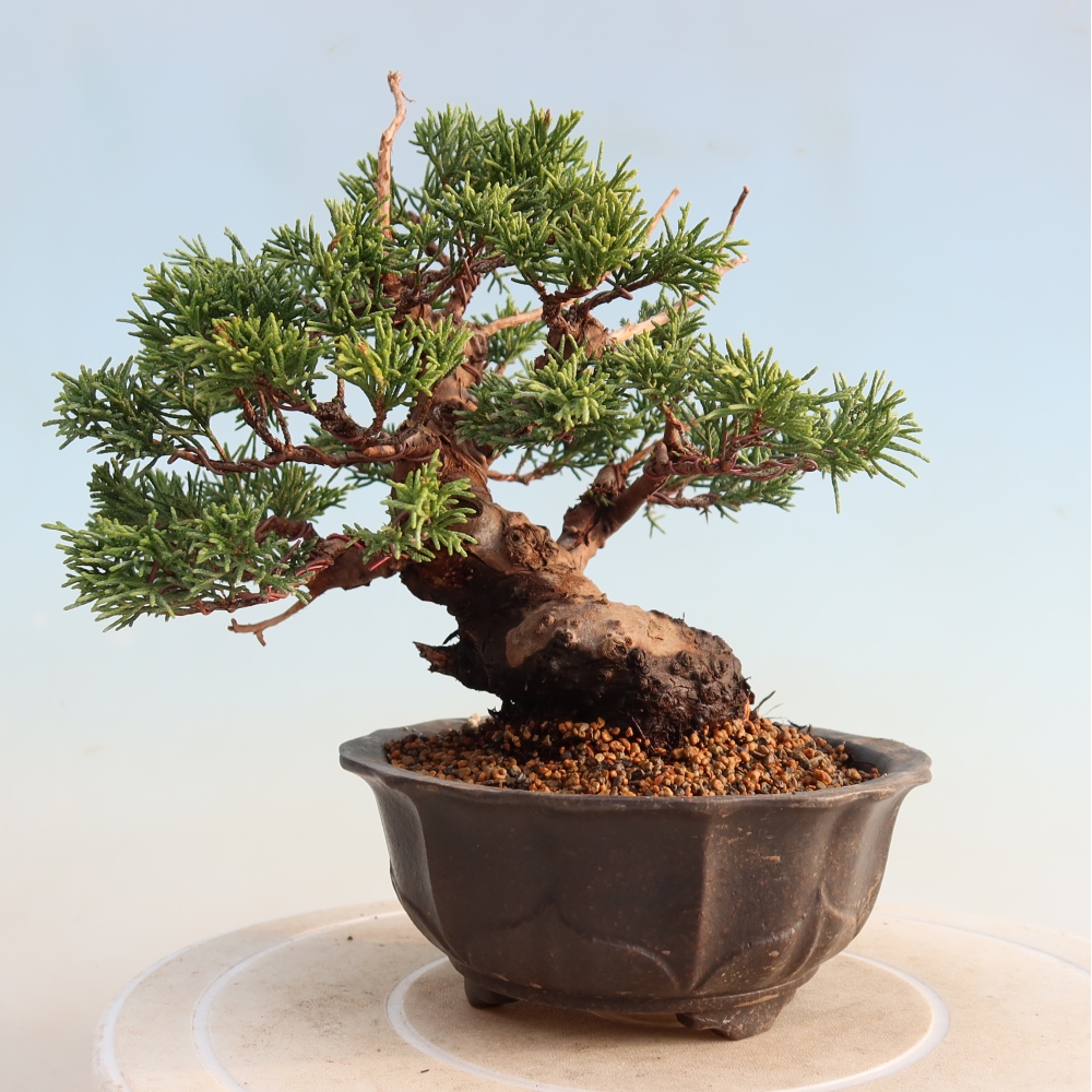 Outdoor bonsai - Juniperus chinensis Itoigawa - Chinese juniper