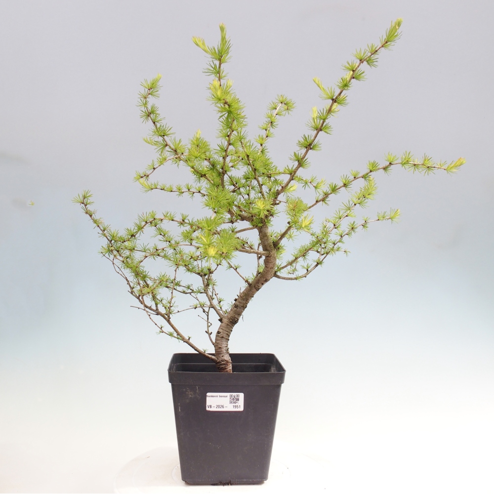 Bonsai für draußen -Larix decidua - Lärche