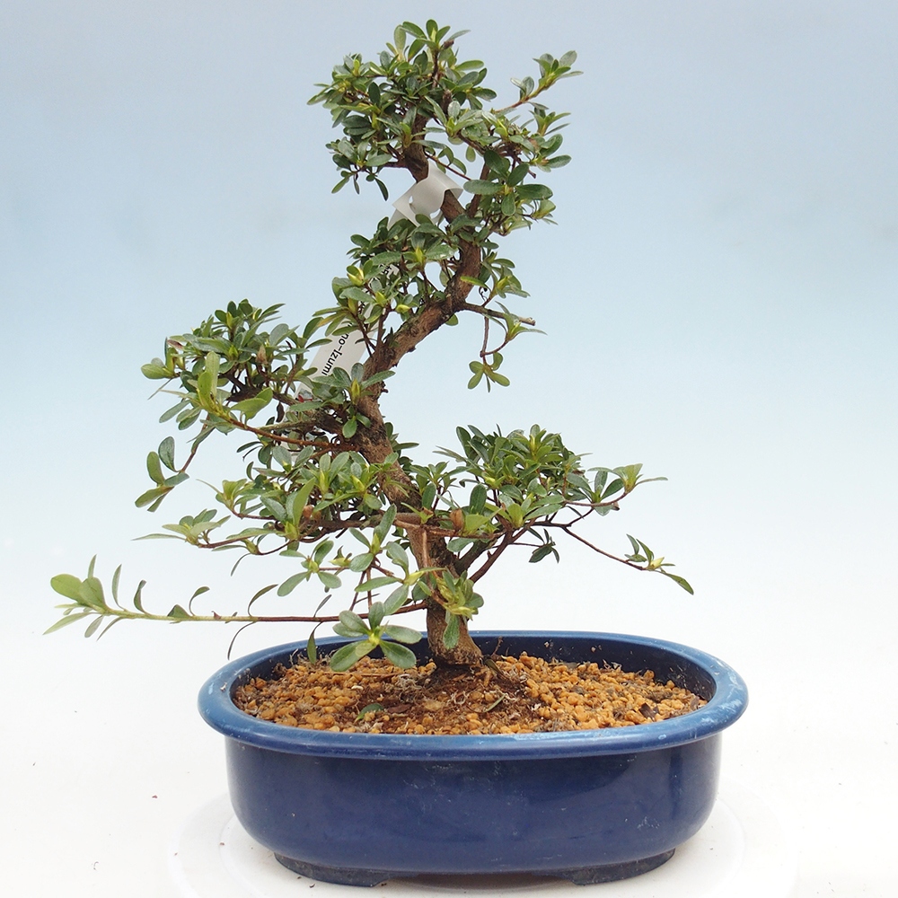 Bonsai für draußen - Japanische Azalee - Azalee Asahi-no-izumi