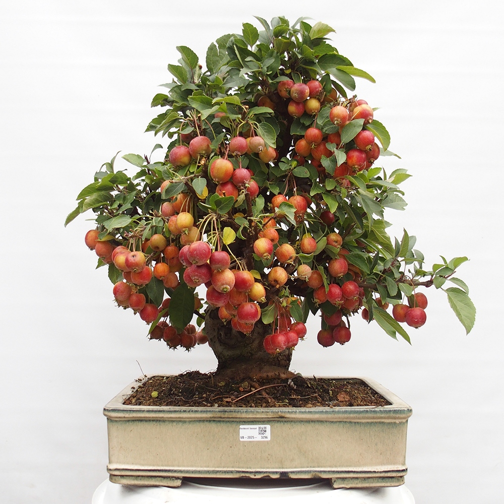 Bonsai im Freien - Malus halliana - Kleinfruchtiger Apfelbaum