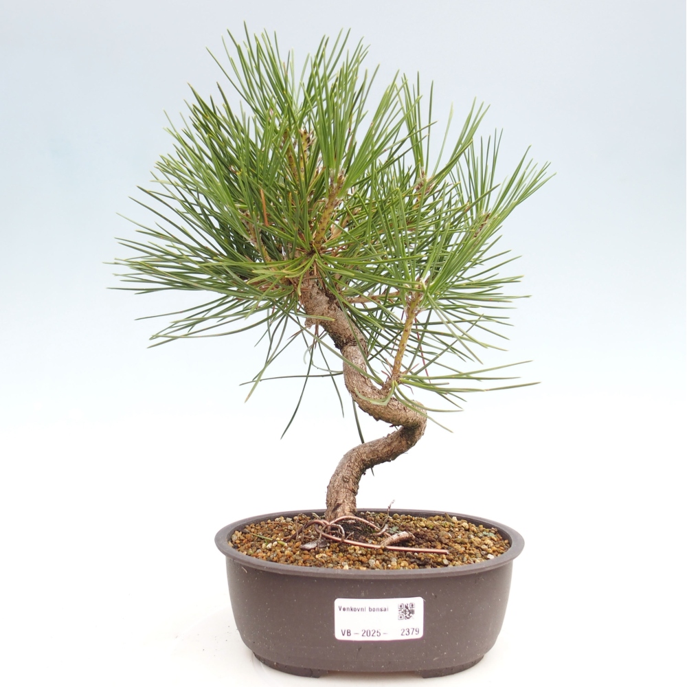 Bonsai im Freien - Pinus thunbergii - Thunbergia-Kiefer